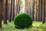 Топиари ракушка с жемчугом, h=80 см- газон Eco